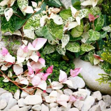 Star Jasmine 'Variegatum'