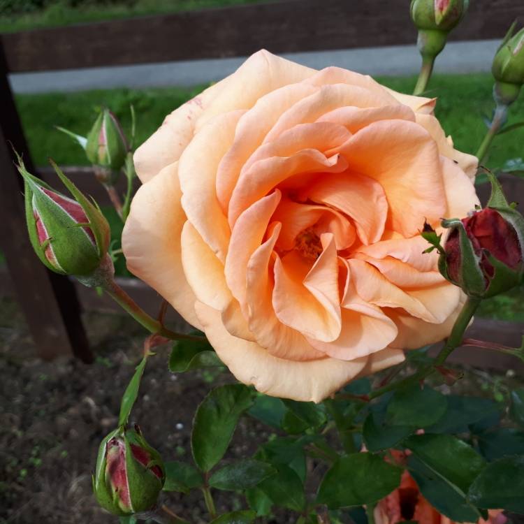 plant image 632674