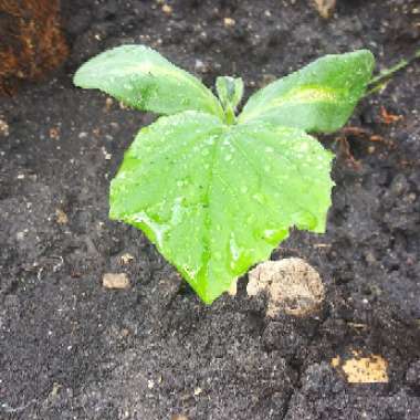 Cucumis sativus 'Burpless'