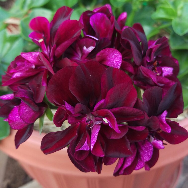 Carina's garden