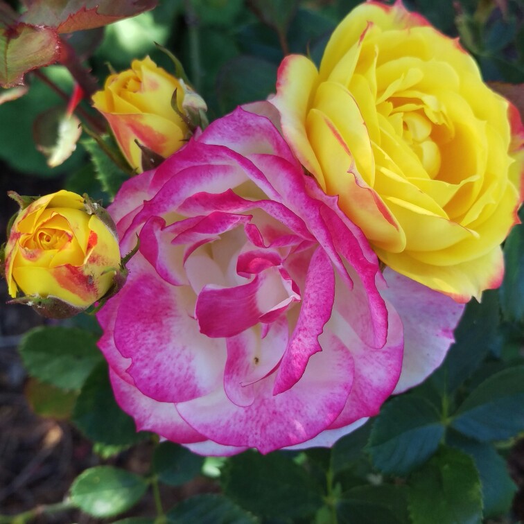 Carina's garden