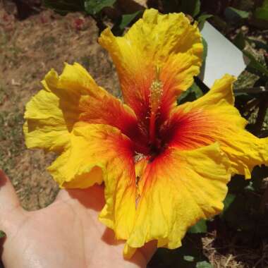 Carina's garden