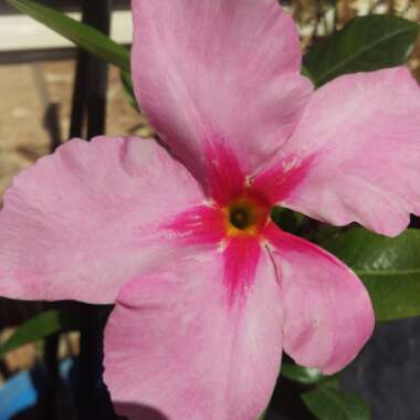 Carina's garden