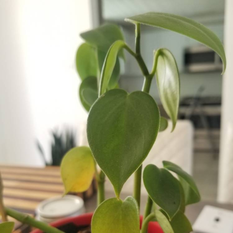 plant image 1055964