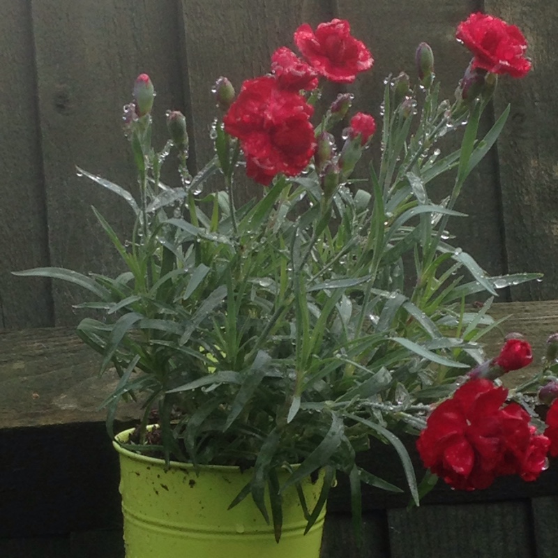 Carla's garden