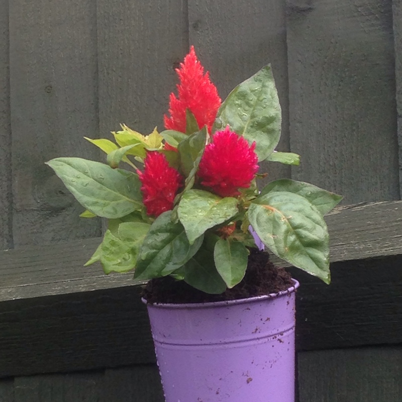 Carla's garden
