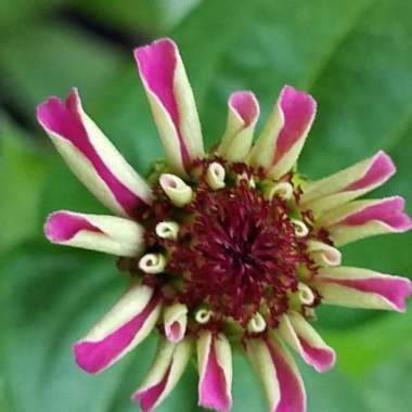 Zinnia 'Purple Prince'