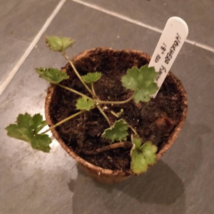 plant image 583362