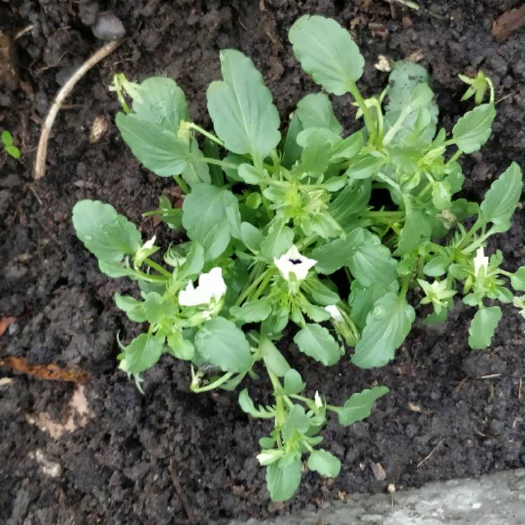 plant image 586281
