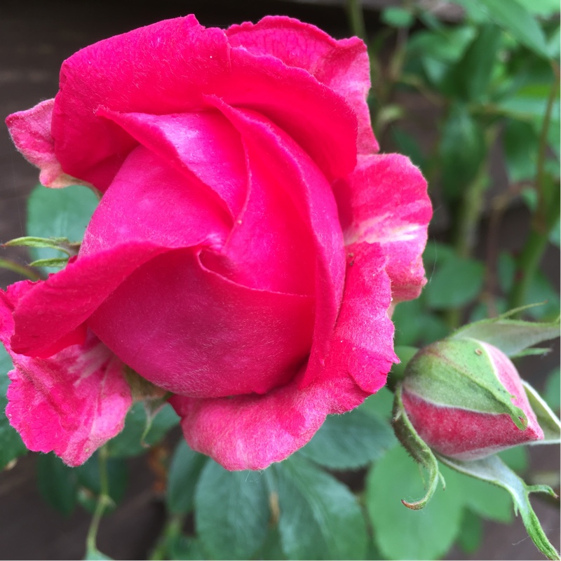Carla's garden