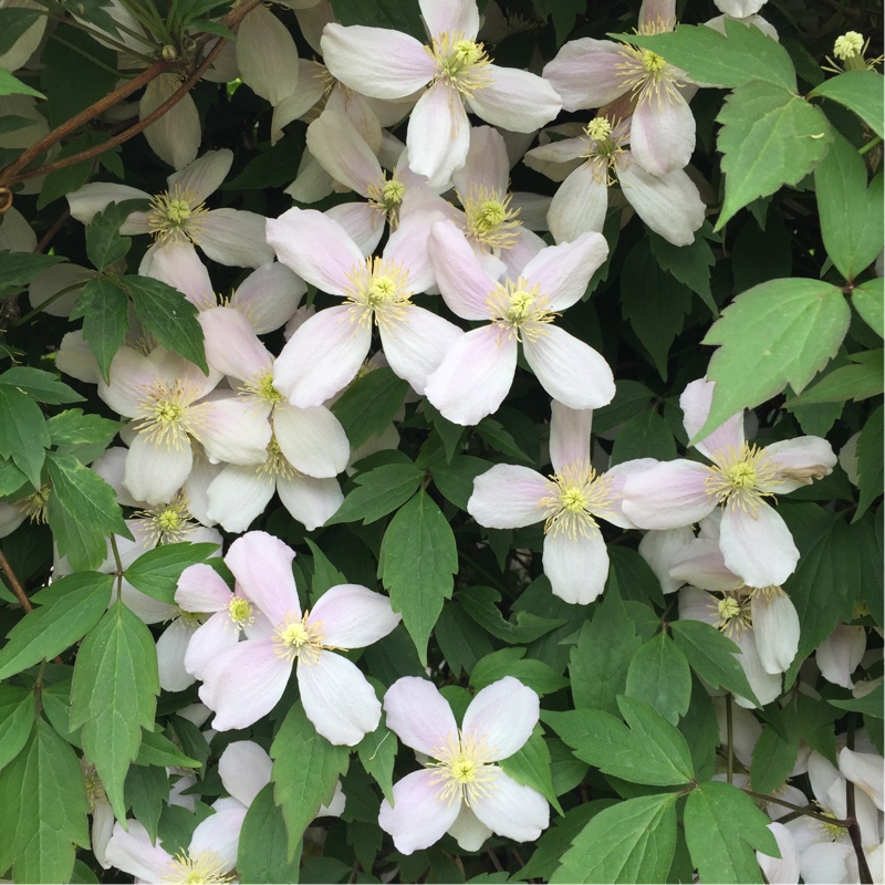 Clematis armandii 'Enham Star'