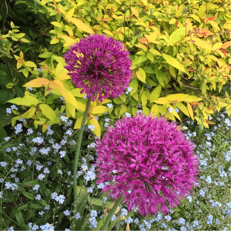 Allium
