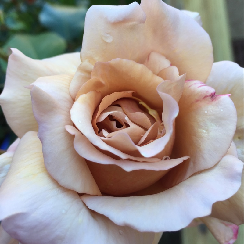 Rose 'Silver wedding'