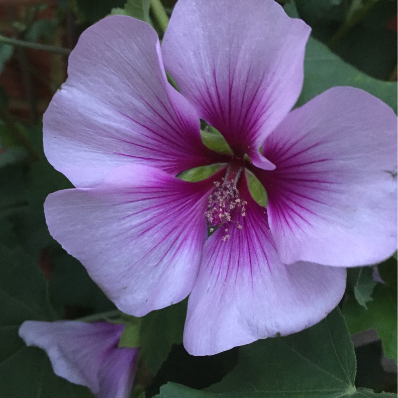 plant image 137552