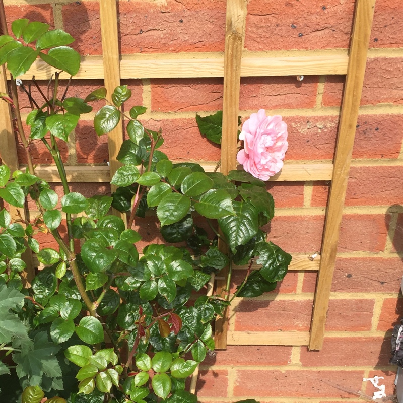 Plant image Rosa 'Jubilee Celebration'