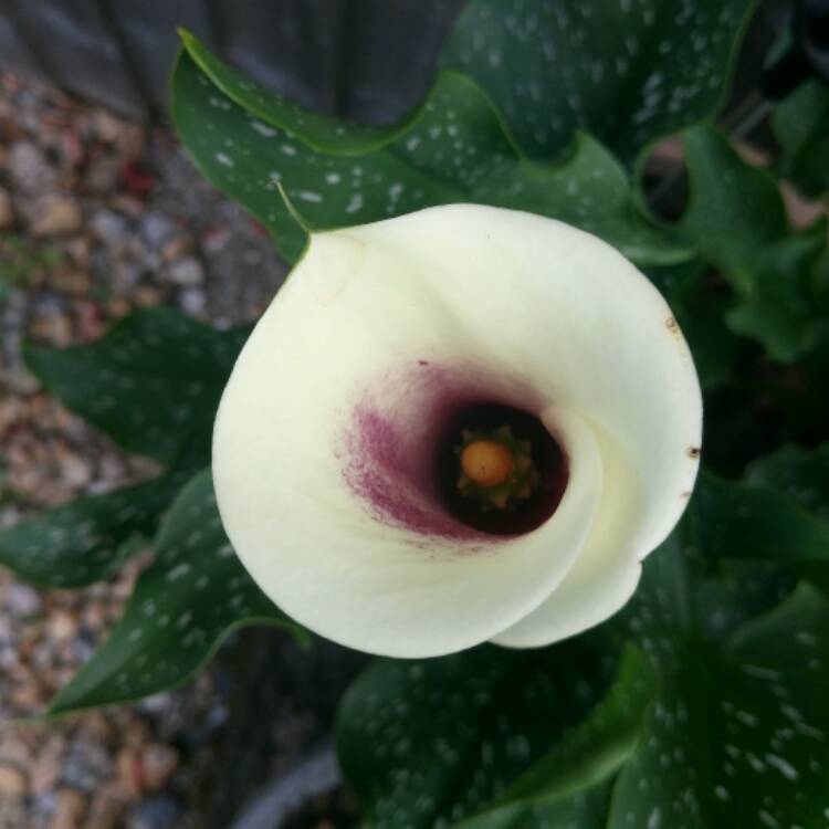 Plant image Zantedeschia elliottiana 'Picasso'