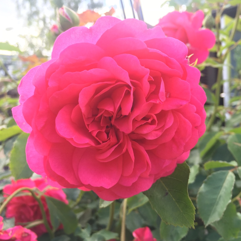 Rose Sir John Betjeman