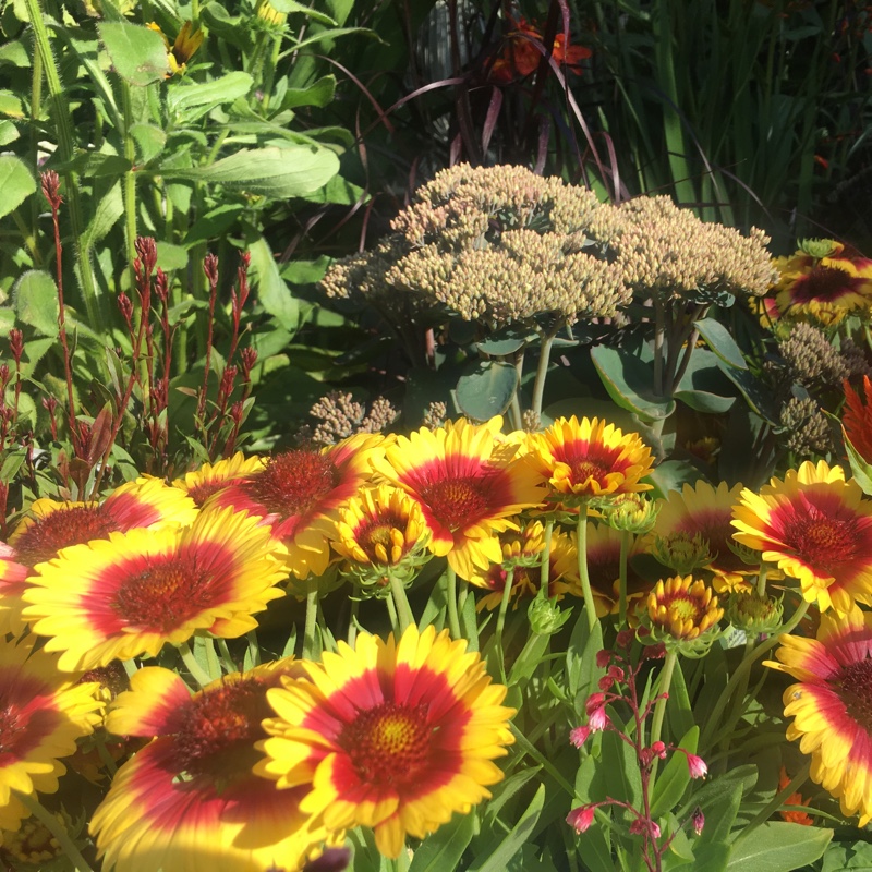 Blanket Flower 'Dazzler'