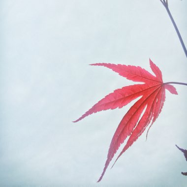 Japanese Maple 'Fireglow'
