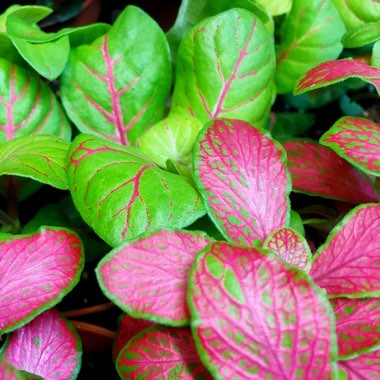 Nerve plant