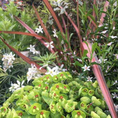 Mexican Orange Blossom 'Aztec Pearl'