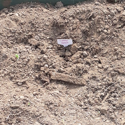 plant image 1285795