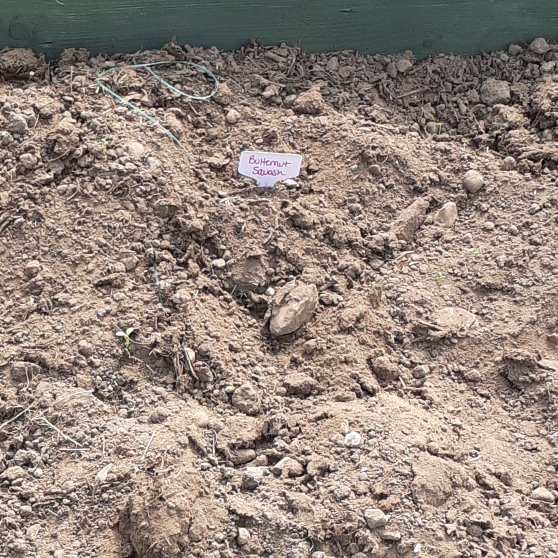 plant image 1285797