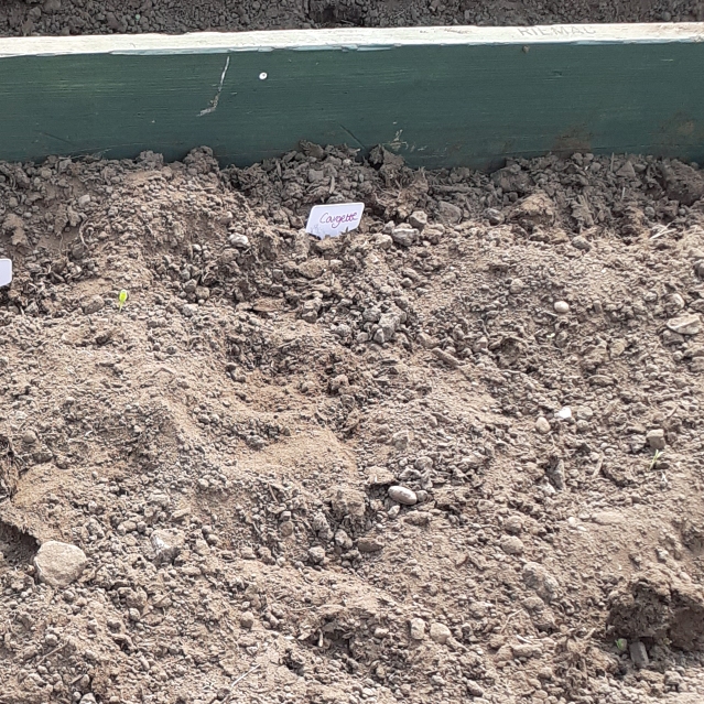 plant image 1285804