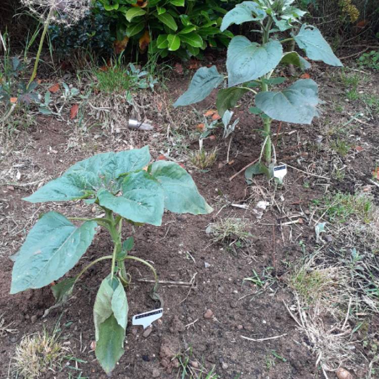 plant image 1332019