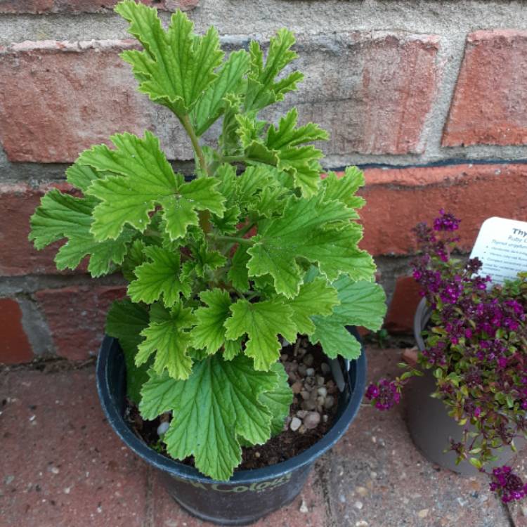 plant image 1332025
