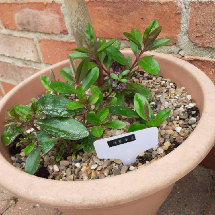 plant image 1332027