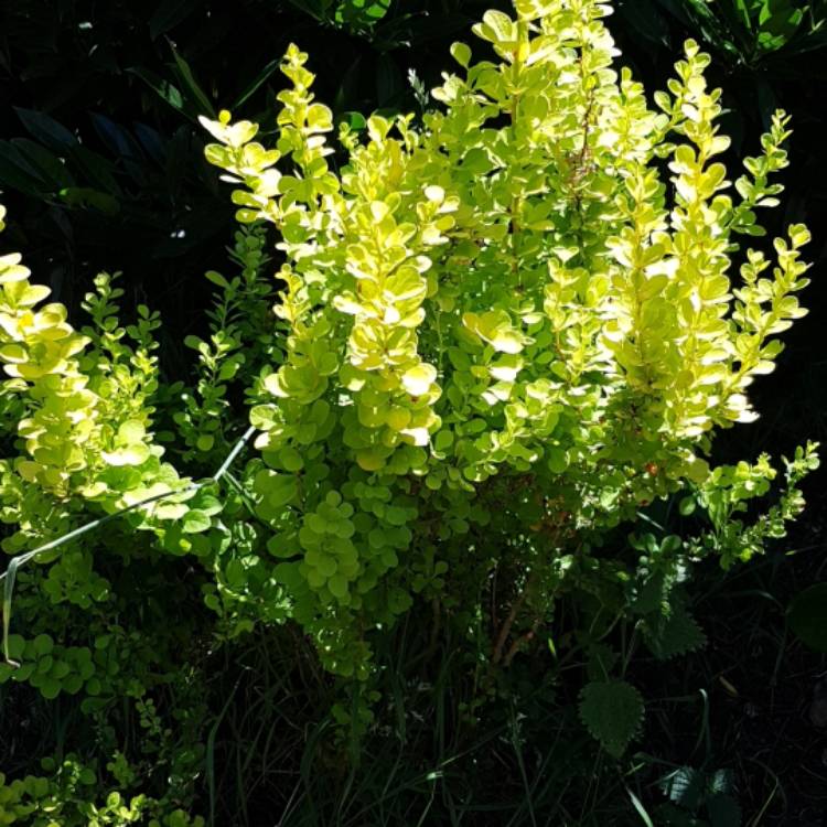Plant image Berberis thunbergii 'Maria'