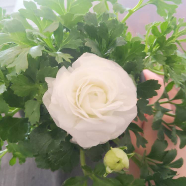 plant image 1440404