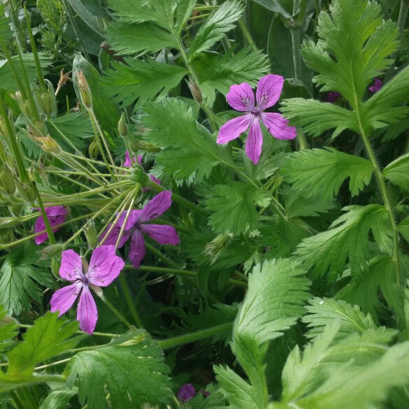Plant image Erodium 'Spanish Eyes'
