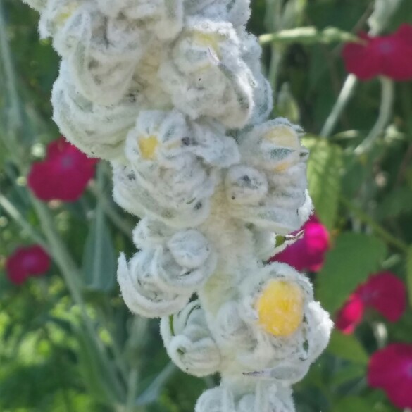 plant image 151509