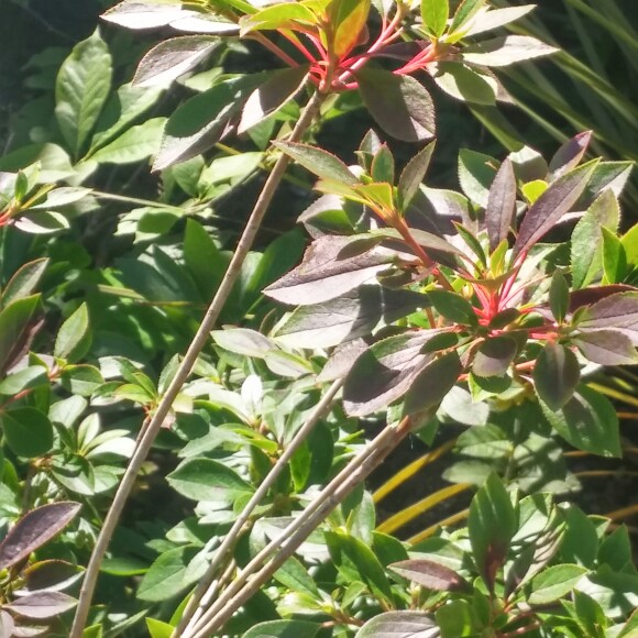 Plant image Enkianthus campanulatus