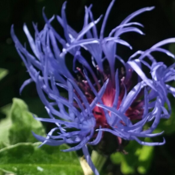 plant image 151545