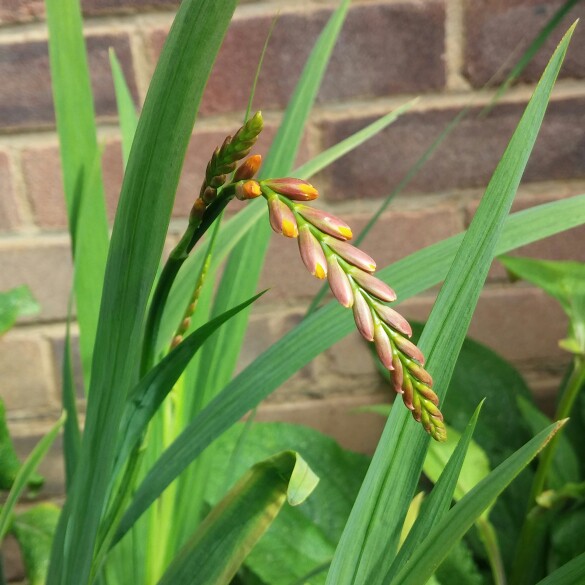 plant image 154222 plant image 154222