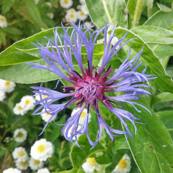 plant image 154223