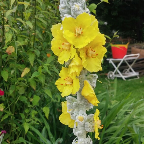 plant image 157081