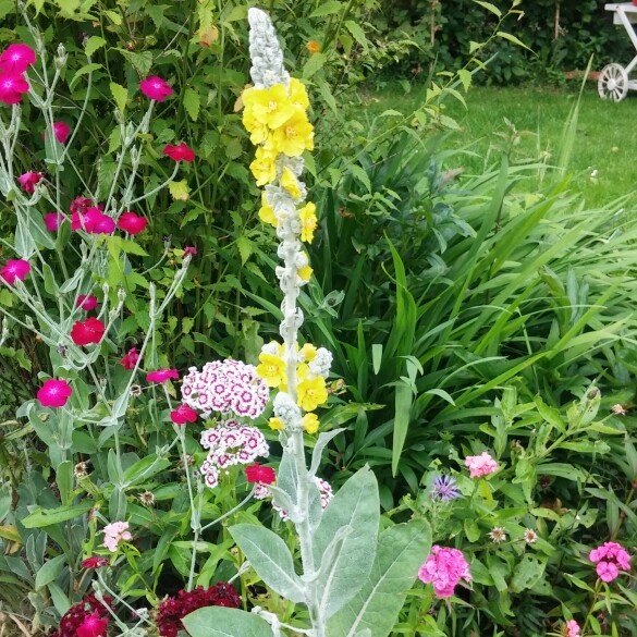 plant image 157085