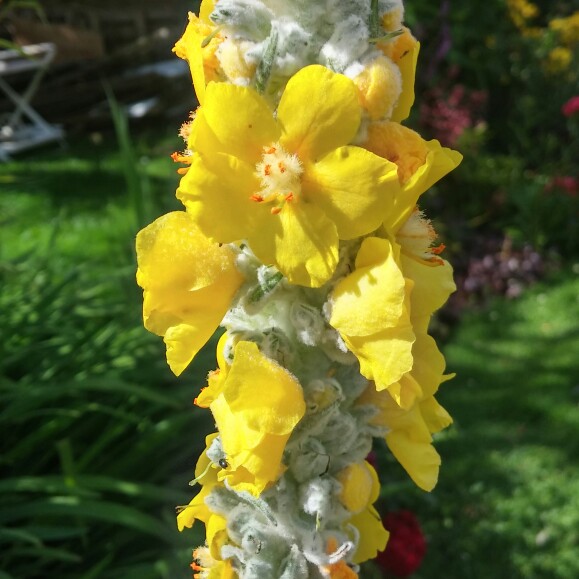 plant image 164705