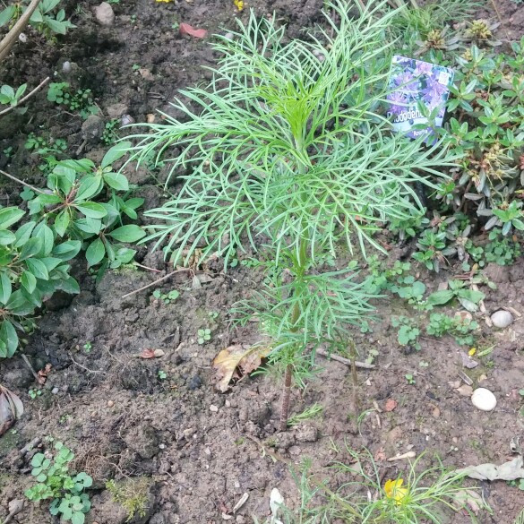 plant image 164708 plant image 164708