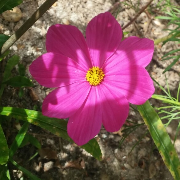 plant image 183424 plant image 183424