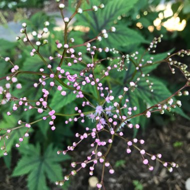 Carole's garden