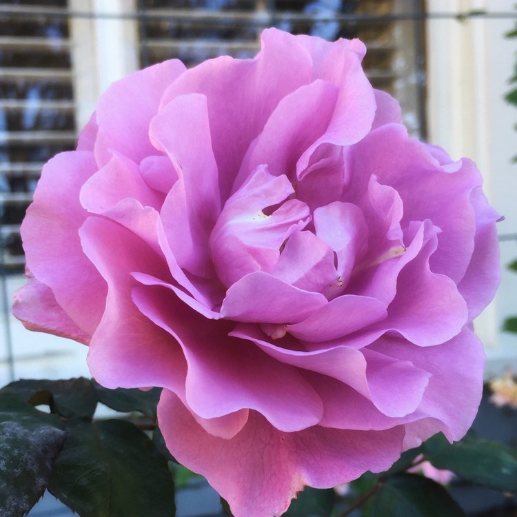 Plant image Rosa 'Angel Face'