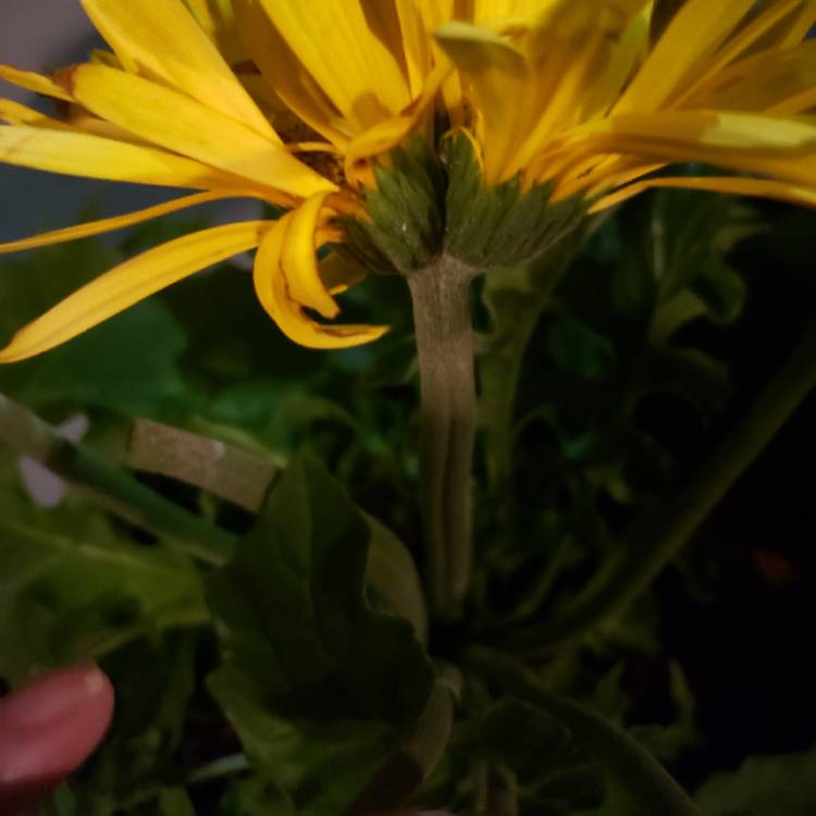 Plant image Gerbera garvinea 'Sweet Honey'