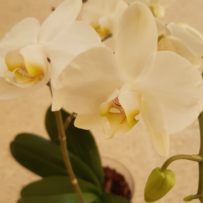 plant image 1251942