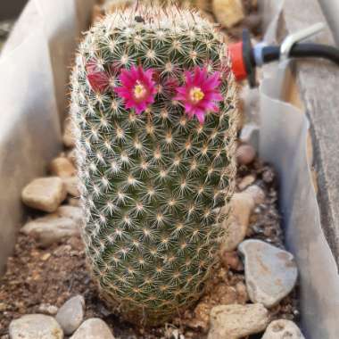 Mammillaria 'Elegans'