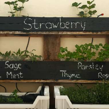 Carmelo's garden